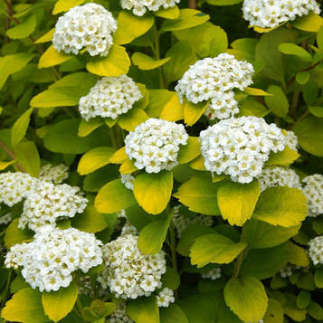 Спірея березолиста Тор Голд С3