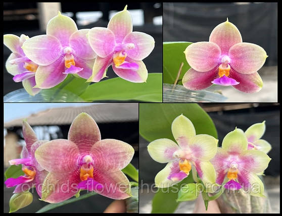 Орхідея Ароматна і воскова Phal. Mel's Lovely Wife підліток, фото 1