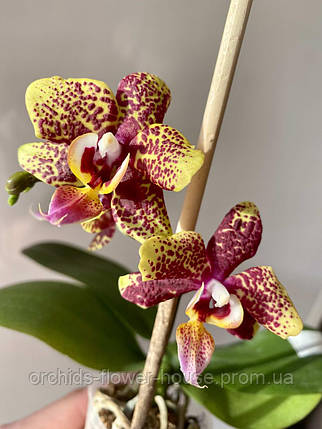 Орхідея восоковий та фактурний Phal. Allura Jimbo підліток, фото 2