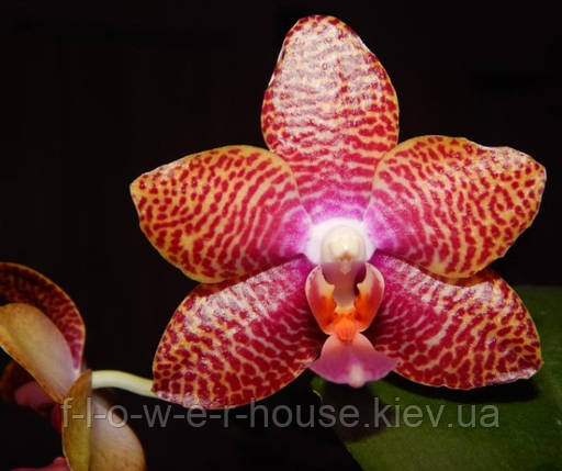 Орхідея УЦІНКА Восковий Phal. Joy Auckland Beauty підліток, фото 1