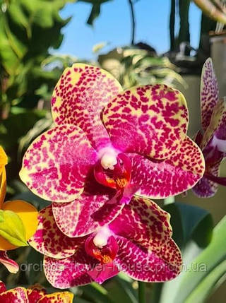 Орхідея Ароматна і воскова Phal. Miro Spring Girl 'Miro 3' (Ruby Stars) підліток, фото 2