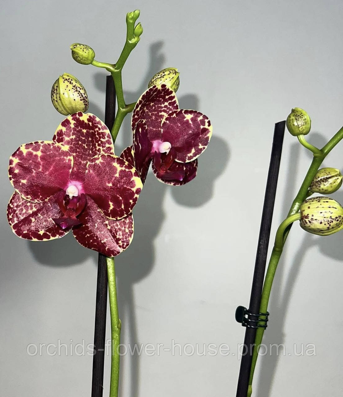 Орхідея Ароматна і воскова Phal. Miro Spring Girl 'Miro 3' (Ruby Stars) підліток