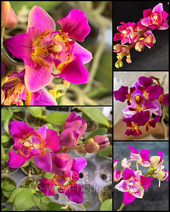 Орхідея Триліпс Phal. Equestris var leacopsis 'Anne' підліток, фото 1