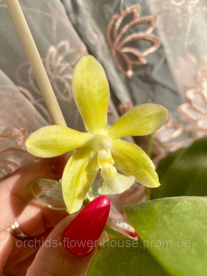 Орхідея Воскова Phal. Mannii var. flava 'Green' x Chang Maw Jade 'LW2' підліток
