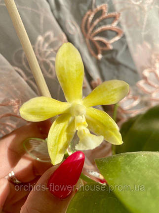 Орхідея Воскова Phal. Mannii var. flava 'Green' x Chang Maw Jade 'LW2' підліток, фото 1