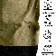Футболка тактична Totem V-neck Tan, фото 5