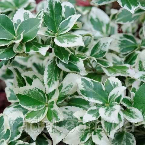 Бересклет (Бруслина) Форчуна Эмераль энд Сільвер (Euonymus fortunei Emerald and Silver), фото 1