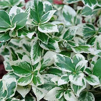 Бересклет (Бруслина) Форчуна Эмераль энд Сільвер (Euonymus fortunei Emerald and Silver)