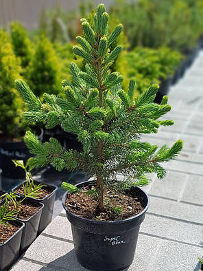 Ялина колюча Супер блю (Super Blue Seedling, SBS) саджанець в горщику 3 л, фото 1