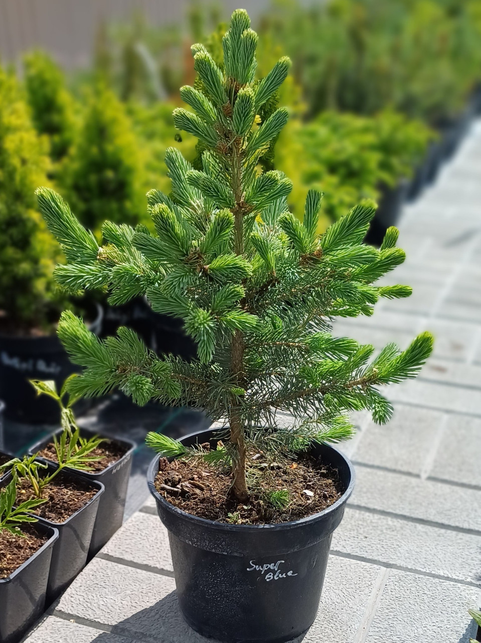 Ялина колюча Супер блю (Super Blue Seedling, SBS) саджанець в горщику 3 л