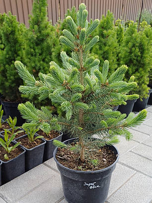 Ялина колюча Супер блю (Super Blue Seedling, SBS) саджанець в горщику 3 л, фото 3