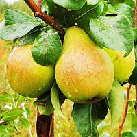 Груша "Напій" 2 р