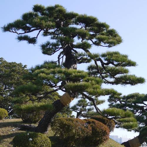 Сосна Тунберга для Бонсай 2 річна, Сосна Тунберга / Японская черная сосна, Pinus thunbergii - фото 8 - id-p466140965