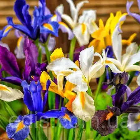 Ірис голандський (Ксіфіум) суміш, 5 цибулин