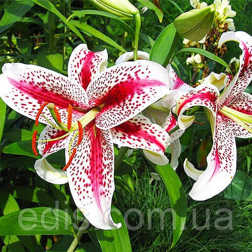 Лілія орієнтальна тигрова Dizzy (Діззі) 1 цибулина 12/14