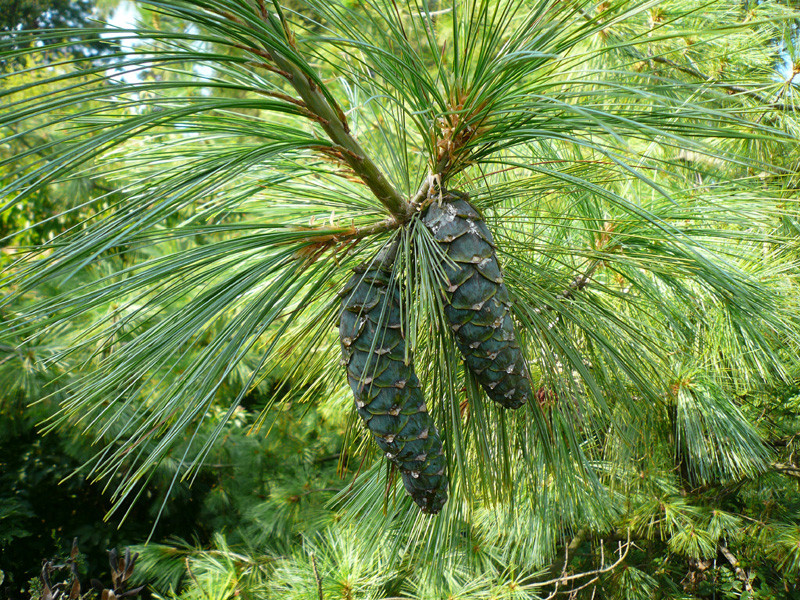 Сосна Гімалайська / Гріффіта 2 річна, Сосна гималайская / Гриффита, Pinus wallichiana / griffithii - фото 3 - id-p466146358