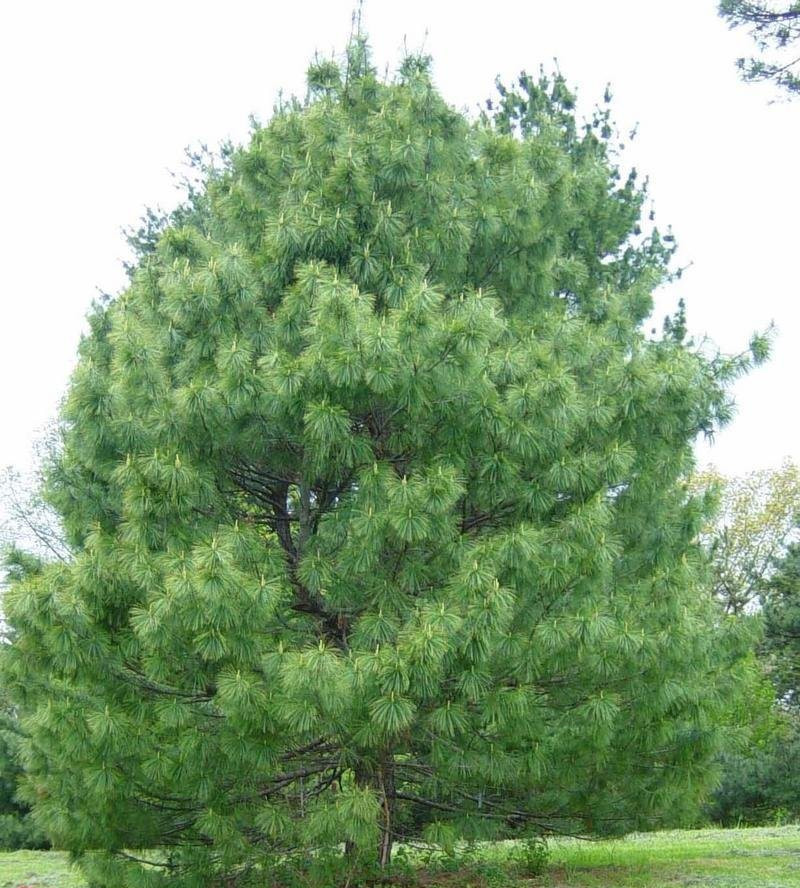 Сосна Гімалайська / Гріффіта 2 річна, Сосна гималайская / Гриффита, Pinus wallichiana / griffithii - фото 8 - id-p466146358