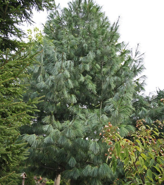 Сосна Гімалайська / Гріффіта 2 річна, Сосна гималайская / Гриффита, Pinus wallichiana / griffithii - фото 2 - id-p466146358