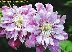 Клематис Ragamuffin (Раджамуффін)
