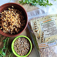 Зерно пшениці для пророщування, 1 кг