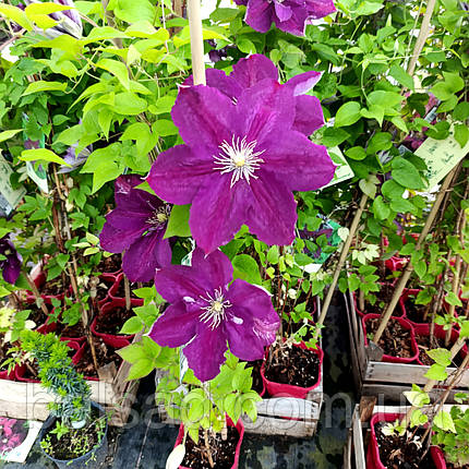 Клематис Полонія Реститута / 3 роки / Clematis Polonia Restituta, фото 1