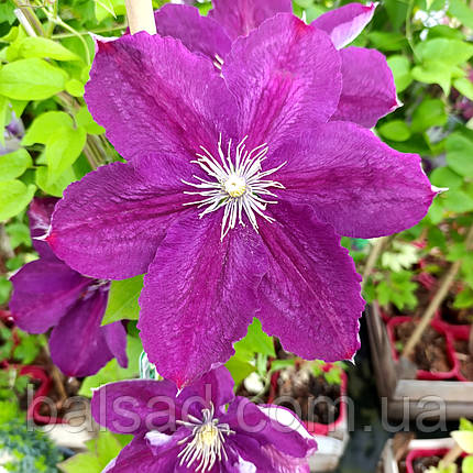 Клематис Полонія Реститута / 3 роки / Clematis Polonia Restituta, фото 3