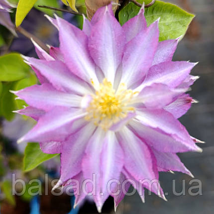 Клематис Тіріслунд / С2 / 3 роки / Clematis Thyrislund, фото 1