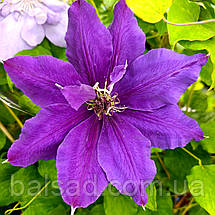 Клематис Монюшко / С2 / 3 роки / Clematis Moniuszko, фото 5