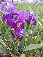 Ірис низькорослий бузковий