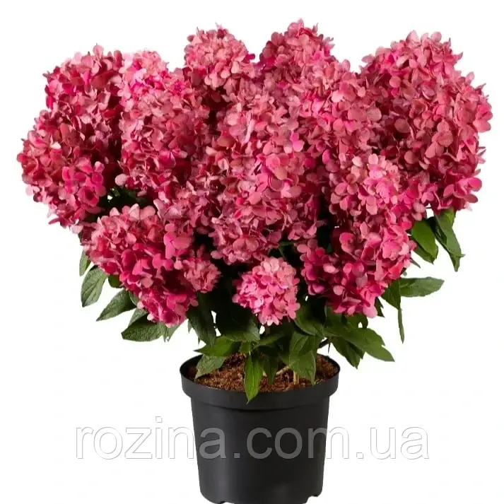 Гортензия Бонфаер, «Hydrangea paniculata Bonfire», 5 л