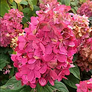 Гортензия Бонфаер, «Hydrangea paniculata Bonfire», 5 л, фото 3