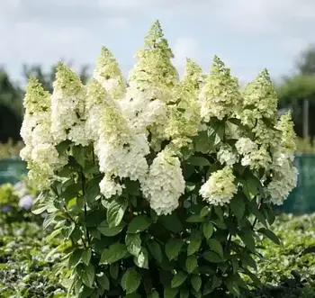 Гортензия метельчата Мэджикал Килиманджаро. (Hydrangea paniculata Magical Kilimanjaro), 5 л