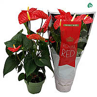 Рослина в горщику антуріум червоний