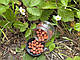 Бойли нейтральної плавучості Carp Zoom Method Duo Wafters Chocolate-orange (9 мм 13г), фото 4