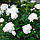 Півонія Snow Supreme, фото 3