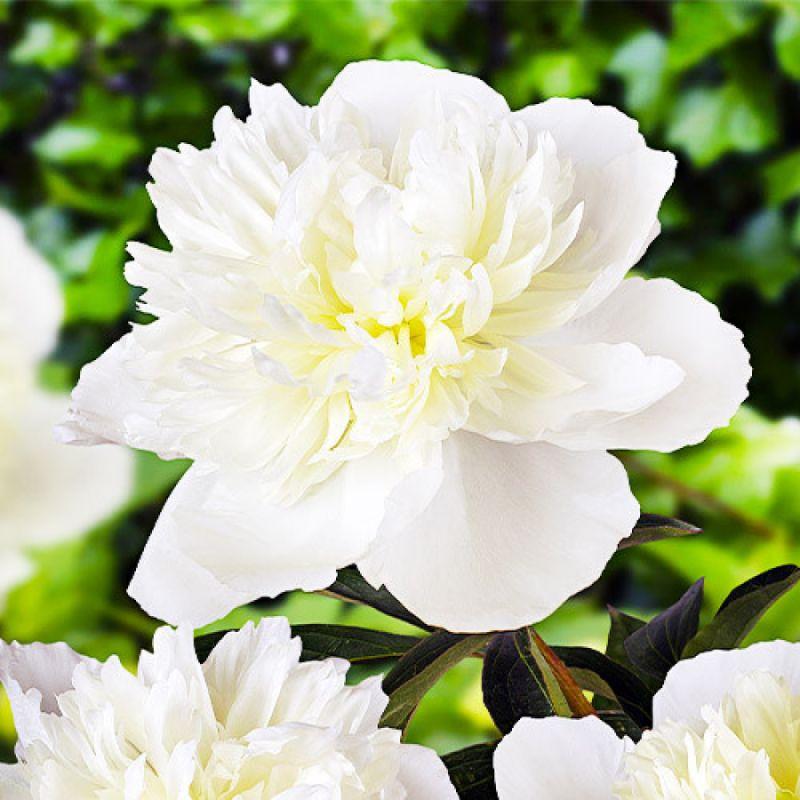 Півонія Duchesse de Nemours 1+