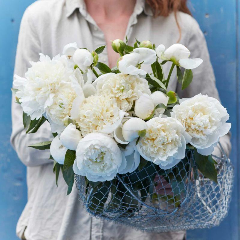 Півонія Duchesse de Nemours 2/3, фото 1