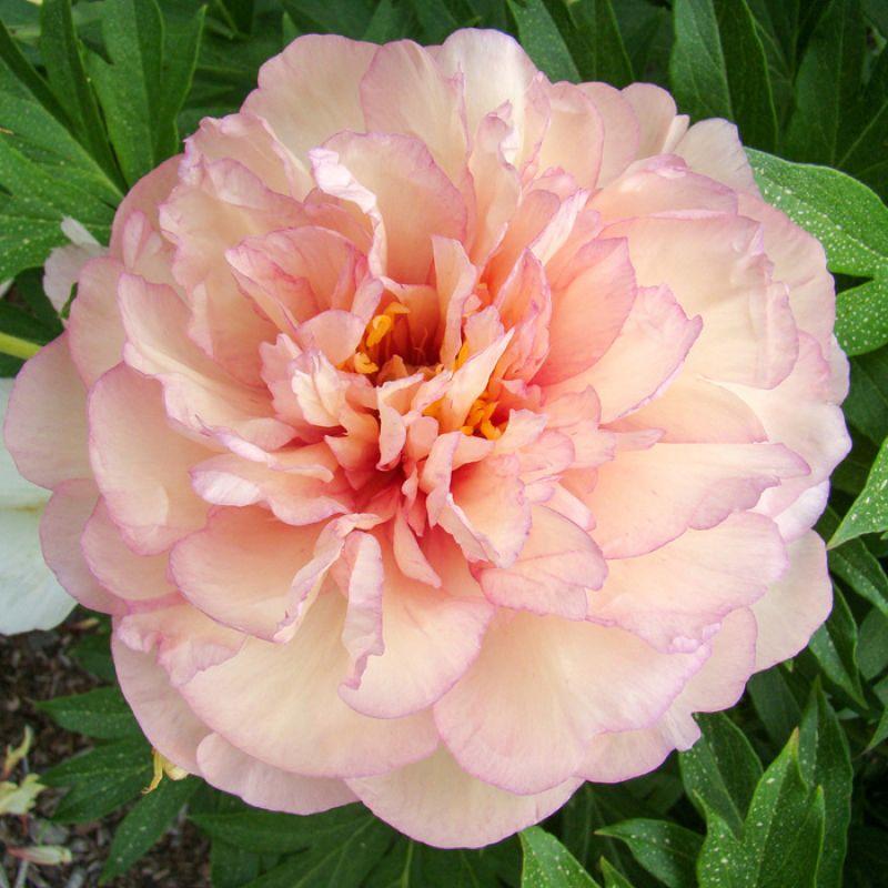 Півонія Itoh Scrumdiddlyumptious