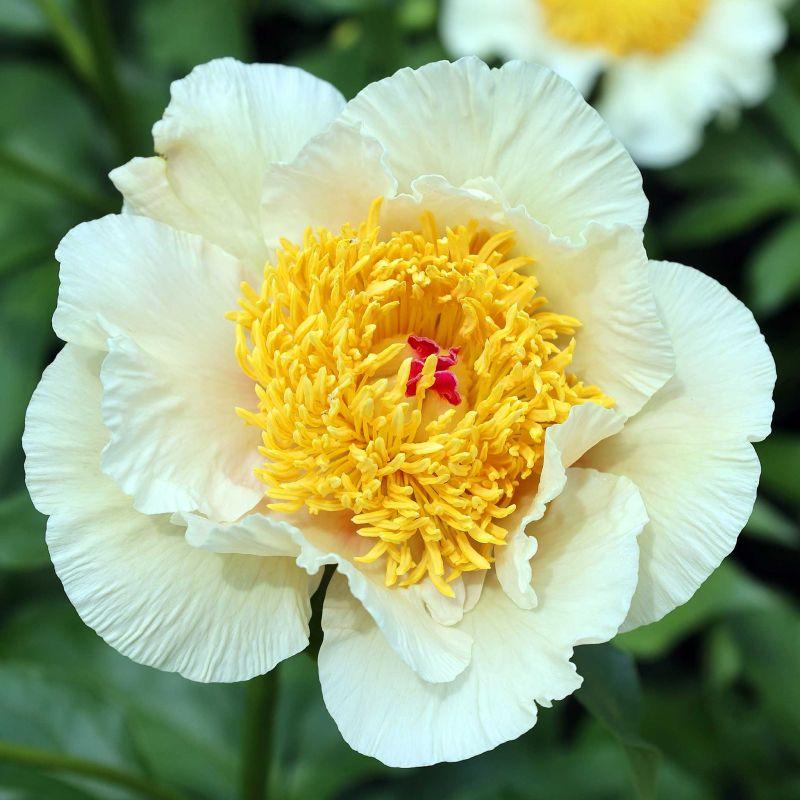 Півонія Jan van Leeuwen, фото 1