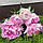 Півонія Pink Giant 2/3, фото 3