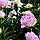 Півонія Pink Giant 2/3, фото 4