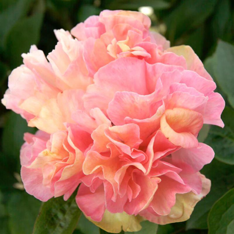 Півонія Lois Choice 3/5, фото 1