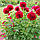 Півонія Red Grace 3/5, фото 3