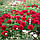 Півонія Red Grace 3/5, фото 4