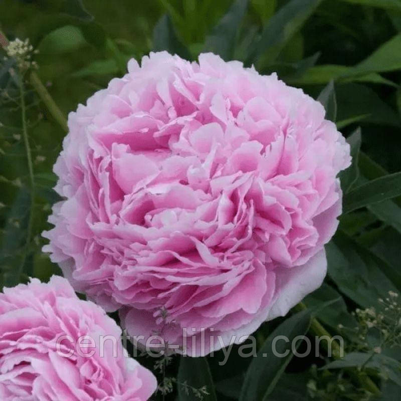 Півонія Sarah Bernhardt 2/3