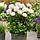 Півонія Bowl of Cream 2/3, фото 3