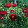 Півонія Buckeye Belle 2/3, фото 3