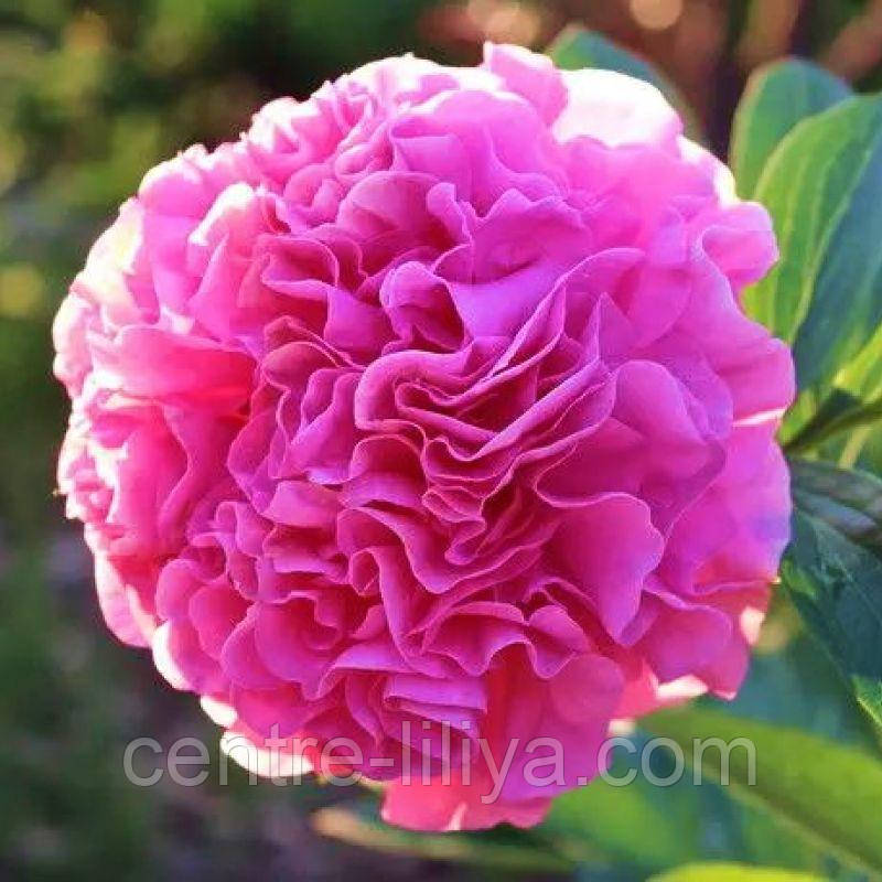 Півонія Carnation Bouqet 3/5