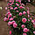 Півонія Carnation Bouqet 3/5, фото 3