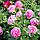 Півонія Carnation Bouqet 3/5, фото 4